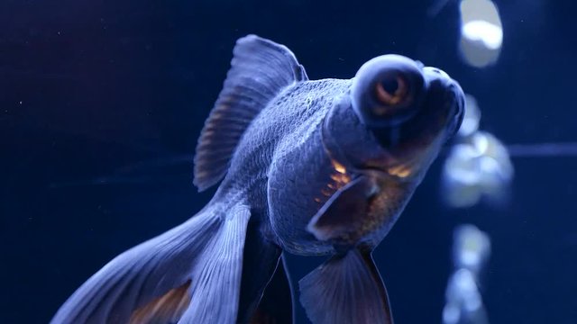 金魚