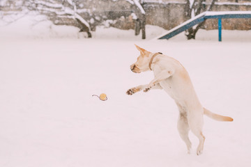 Funny Labrador Dog Playing With Toy And Jumping Outdoor In Snow, Winter Season. Playful Pet Outdoors