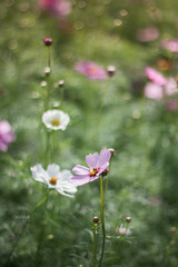 Obraz premium flowers in the garden