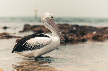 pelican walking in water at the beach