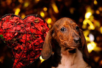 dog portrait heart dark background 