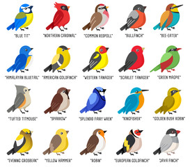 Different type of birds collection isolated on white background : Vector Illustration - 313230905