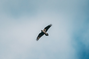 Obraz premium Belarus, Europe. Wild Bird Common Raven - Corvus Corax In Flight
