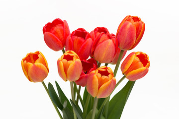 Bouquet of red tulips isolated on white background. Top view. Close-up.