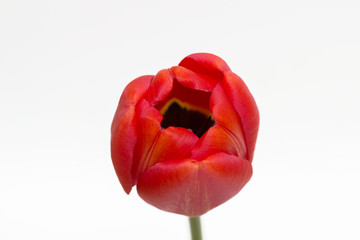One tulip isolated on white background. Close-up.