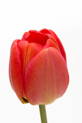 One tulip isolated on white background. Close-up.