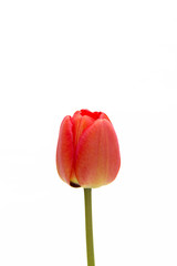 One tulip isolated on white background. Close-up.