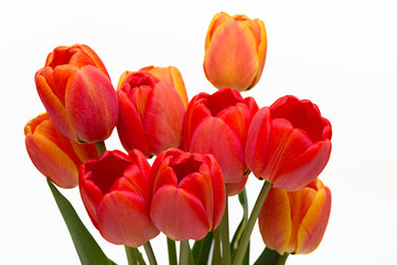 Bouquet of red tulips isolated on white background. Top view. Close-up.