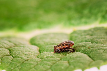 Dermacentor Reticulatus On Green Leaf. Also Known As The Ornate Cow Tick, Ornate Dog Tick, Meadow Tick, And Marsh Tick. Family Ixodidae. Ticks Are Carriers Of Dangerous Diseases