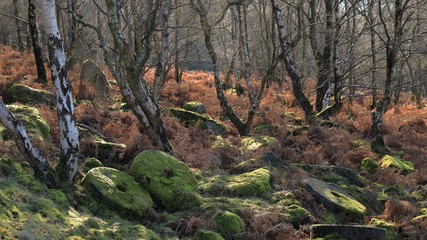 Abandoned Peak District millstones, set against a backdrop of sun shining through trees