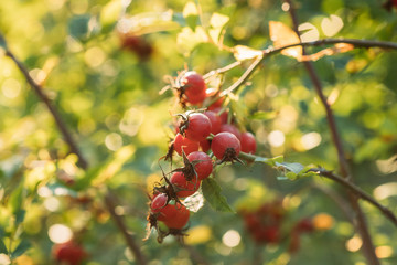 Red Ripe Berries Of Rosa Canina. Rose Hips Of Dog Rose, Is A Variable Climbing, Wild Rose Species Native To Europe, Northwest Africa, And Western Asia. The fruit is noted for its high level of vitamin