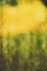 Fototapeta na wymiar Nature Blurred Background Of Out Of Focus Green Grass Or Bokeh, Boke