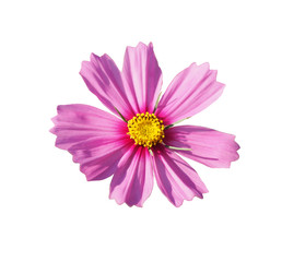 Isolated Pink cosmos flower, cut outline on white background