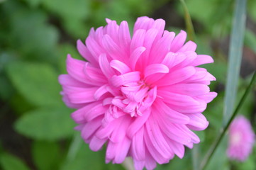Pink Aster flower on a green background