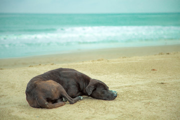 Black dog lying on the beach by the sea. Waiting for the owner to get lost alone.