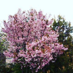 Obraz premium flowers in spring