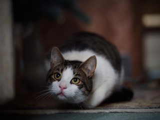 Tabby Cat