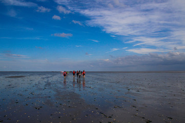  hiking along the bottom of the sea is completely mud at low tide. Traces of tourists feet in the...