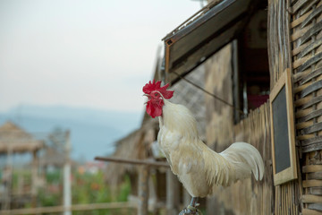 White Cock and hen, Red mouth, background bamboo house.