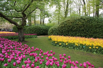  A colourful field of blooming spring bulbs in the Keukenhof gardens, Lisse, Holland