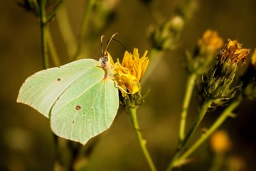 butterfly on a leaf