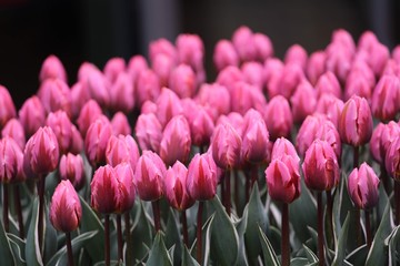 Beautiful colourful Tulips in Keukenhof Garden of Holland during Spring season