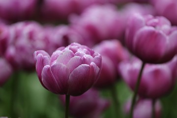  Bed of beautiful pink Tulips in Keukenhof Garden of Europe during Spring season