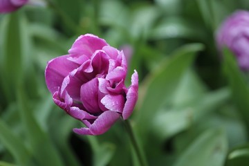 Colorful blossing flowers in Keukenhof park