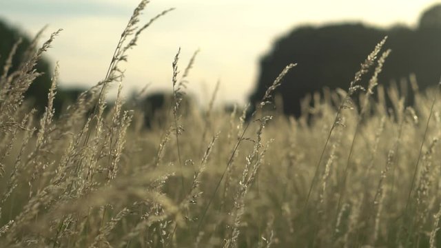 Slow motion zoom natural landscape with no filter color footage of beautiful walk in could windy prairie  meadow wheat grain grass field in warm sun with sunset in golden light for vacation concept