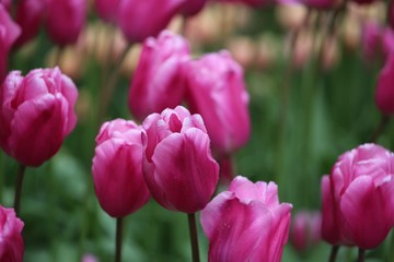 Colorful blossing flowers in Keukenhof park