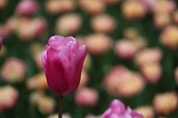 Colorful blossing flowers in Keukenhof park