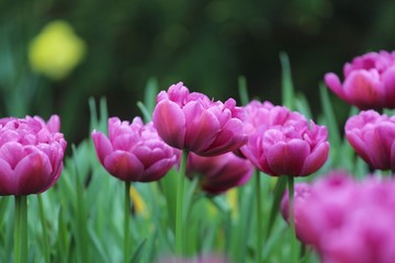 Obraz premium Colorful blossing flowers in Keukenhof park
