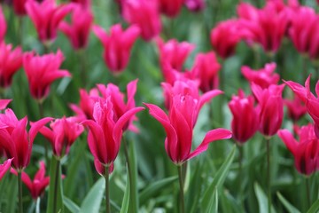 Colorful blossing flowers in Keukenhof park