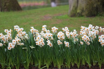 Colorful blossing flowers in Keukenhof park