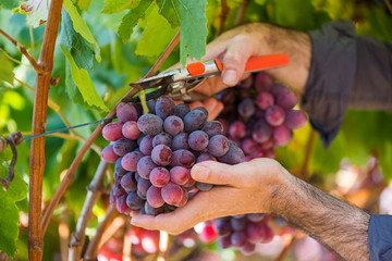 Close-up male hands picking bunch of red grapes