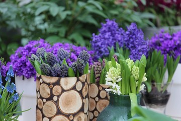 Fototapeta premium Colorful blossing flowers in Keukenhof park