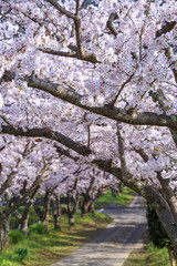 桜のアーチ　春イメージ