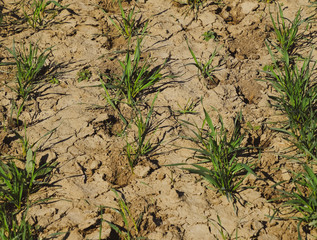 The field of winter wheat, making root dressing seedlings