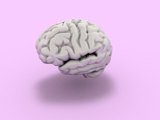 Human brain Anatomical Model 3d rendering