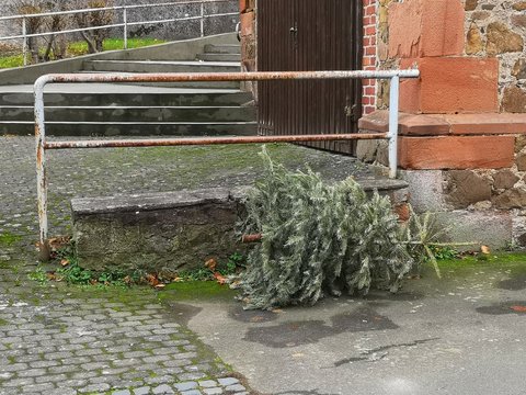 Lost Christmas tree