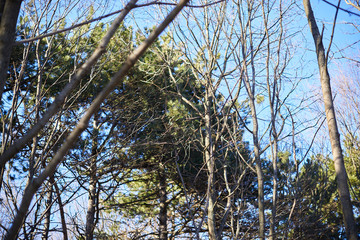 Evening forest March landscape. The concept of travel