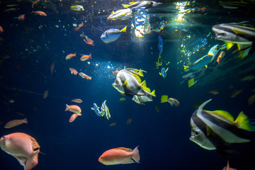 Fototapeta na wymiar 海中の魚群