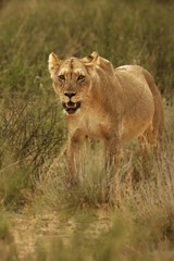 Fototapeta na wymiar Lioness (Panthera leo) walking in Kalahari desert and looking for the rest of his pride.