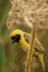 Fototapeta premium The southern masked weaver or African masked weaver (Ploceus velatus) sitting in the grass.