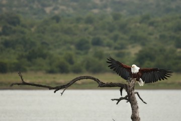 The African fish eagle (Haliaeetus vocifer) with one catfish