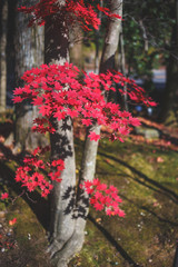 紅葉　秋イメージ