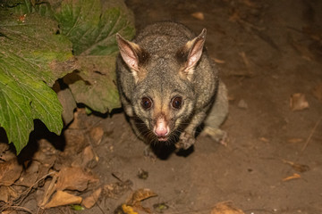 Possum at night looking for food