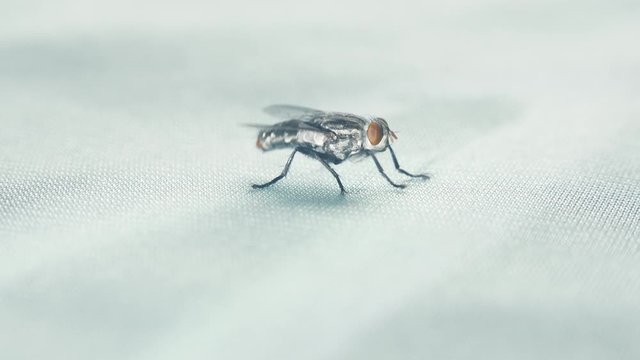 Flies are the poses on the fabric floor.