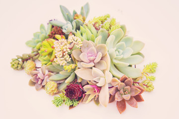 set of different succulents on a light background