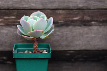 echeveria imbricata on a wooden background